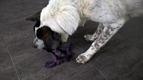 VAQUEROS RECICLADOS EN JUGUETE PARA PERRO