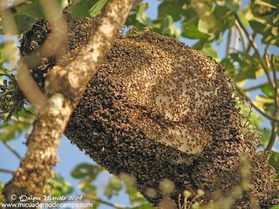 CURIOSIDADES: ABEJA DE EL CABO (Apis mellifera capensis) - TRIVIA: BEE CAPE (Apis mellifera capensis) http://lafamiliapicola.blogspot.com/2016/06/curiosidades-abeja-de-el-cabo-apis.html