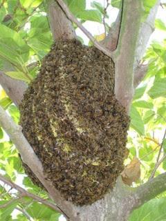 CURIOSIDADES: ABEJA DE EL CABO (Apis mellifera capensis) - TRIVIA: BEE CAPE (Apis mellifera capensis) http://lafamiliapicola.blogspot.com/2016/06/curiosidades-abeja-de-el-cabo-apis.html