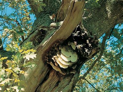 CURIOSIDADES: ABEJA DE EL CABO (Apis mellifera capensis) - TRIVIA: BEE CAPE (Apis mellifera capensis) http://lafamiliapicola.blogspot.com/2016/06/curiosidades-abeja-de-el-cabo-apis.html