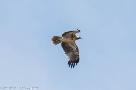 RAPACES POR EL SUR DE NAVARRA-PREY FOR SOUTHERN SPAIN NAVARRE