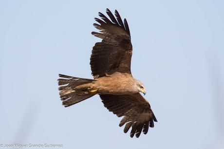 RAPACES POR EL SUR DE NAVARRA-PREY FOR SOUTHERN SPAIN NAVARRE