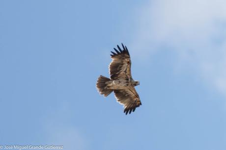 RAPACES POR EL SUR DE NAVARRA-PREY FOR SOUTHERN SPAIN NAVARRE