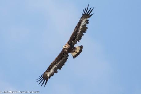 RAPACES POR EL SUR DE NAVARRA-PREY FOR SOUTHERN SPAIN NAVARRE