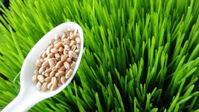 Wheatgrass lo mejor para tu Salud