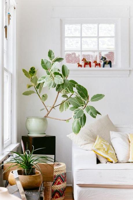 Urban Jungle Bloggers: Plantas en casa