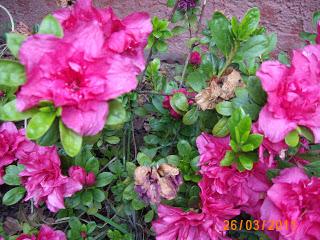 en mi recuerdo... CLARISA en mi recuerdo... CLARISA