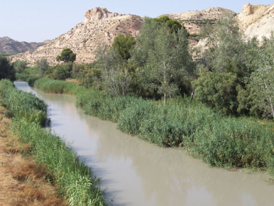 PAISAJE VEGETAL DE RIBERA