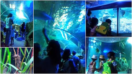 EXCURSIÓN AL ACUARIO