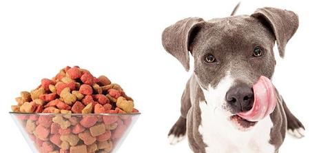 Desnutrición en Perros. Causas, Signos y Tratamiento desnutrición-en-perros-2