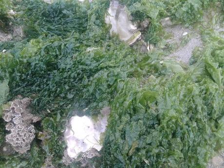 LA ESPECTACULAR RESIDENCIA DE LA SELECCIÓN ESPAÑOLA: LA ISLA DE RÉ LA ESPECTACULAR RESIDENCIA DE LA SELECCIÓN ESPAÑOLA: LA ISLA DE RÉ