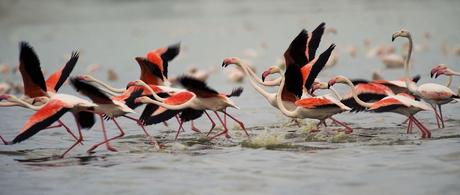 Flamencos Rosas En La Laguna De Villacanas