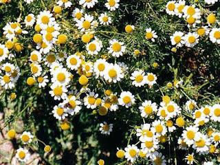 Remedios naturales en los Andes bajos ecuatorianos (II)