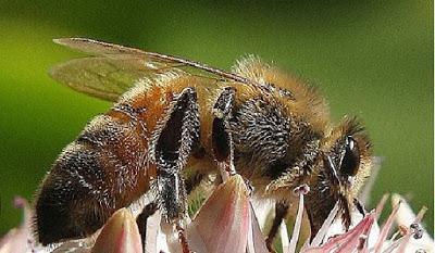 PREOCUPA LA DISMINUCION DE POBLACION DE LA ABEJAS - WORRIED DECLINE OF BEES POPULATION.