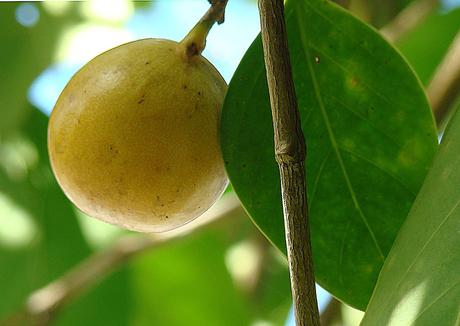 ¿Conoces el árbol de la muerte? Aquí te lo muestro