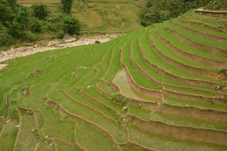 SAPA- trekking por los arrozales de Vietnam