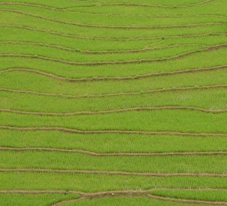 SAPA- trekking por los arrozales de Vietnam