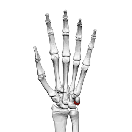 esqueleto de la mano
