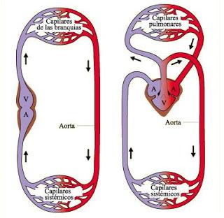 Sistema Circulatorio (III)