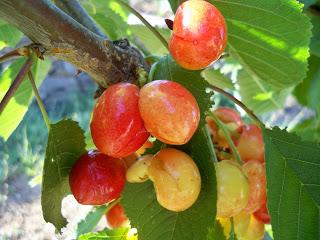 CEREZA DOBLE elhuertoesfacil