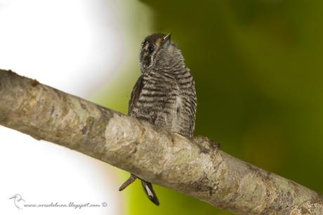 Carpinterito común (White-barred Piculet) Picumnus cirratus