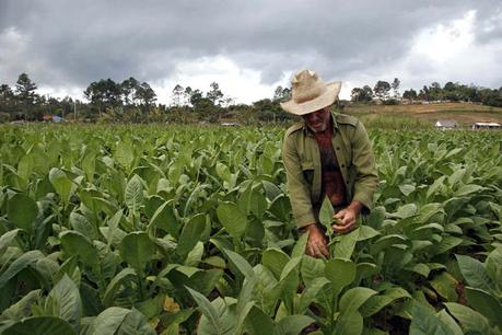 $100 MILLONES PARA MODERNIZAR LA PRODUCCIÓN TABAQUERA DE CUBA Un guajiro trabaja en su plantación de tabaco en la provincia de Pinar del Rio