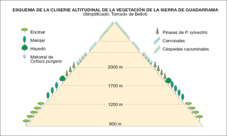 PAISAJE VEGETAL DE MONTAÑA PAISAJE VEGETAL DE MONTAÑA