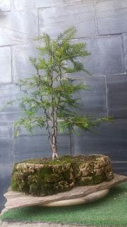 Taxus Baccata : 2016