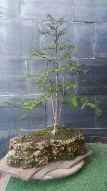 Taxus Baccata : 2016 Taxus Baccata : 2016