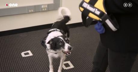 Proyecto FIDO: El chaleco que permite Proyecto FIDO: chaleco permite