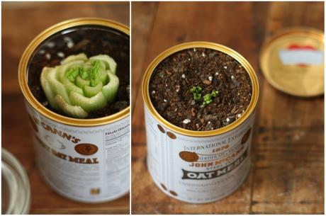 Cultiva tu propio apio organicamente Cultiva tu propio apio organicamente