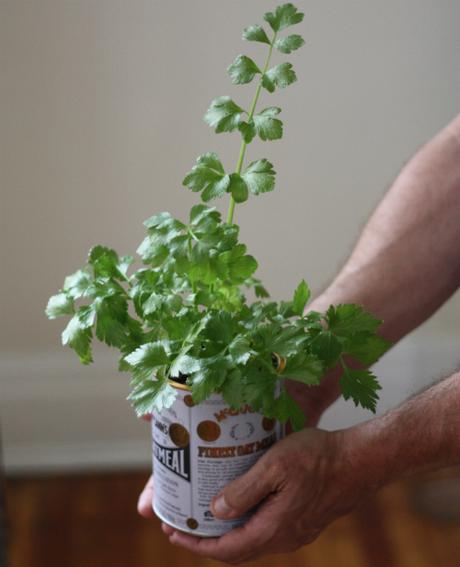 Cultiva tu propio apio organicamente Cultiva tu propio apio organicamente