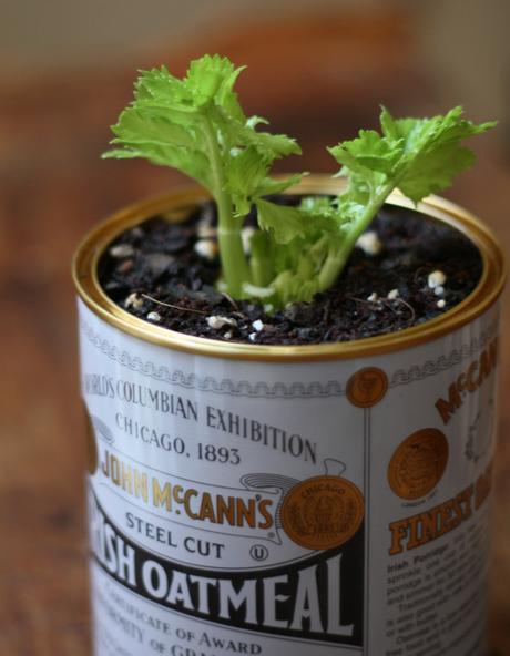 Cultiva tu propio apio organicamente Cultiva tu propio apio organicamente