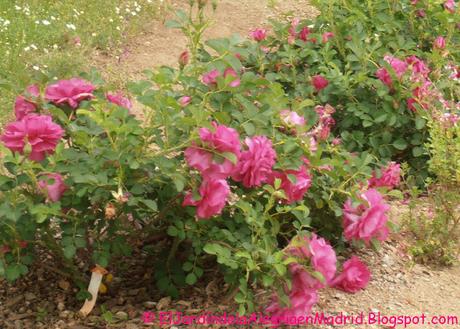 Abonado de los rosales con fertilizante orgánico a principios de verano después de la floración. Abonado de los rosales con fertilizante orgánico a principios de verano después de la floración.