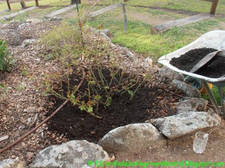 Abonado de los rosales con fertilizante orgánico a principios de verano después de la floración. Abonado de los rosales con fertilizante orgánico a principios de verano después de la floración.
