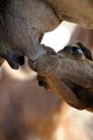 CAP. 7. Andanzas y tropezones de Dikembe Biyombo CAP. 7. Andanzas y tropezones de Dikembe Biyombo