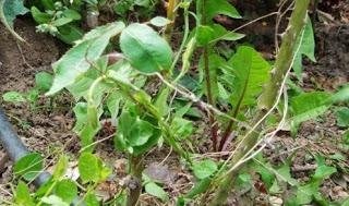 malas hierbas malas hierbas