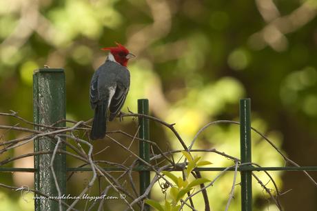 Cardenal común (Red-crested Cardinal) Paroaria coronata