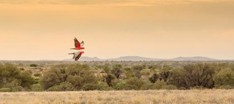 Red arrows in Witjira National Park, Simpson Desert, South Australia. Autor, Henk van den Brink