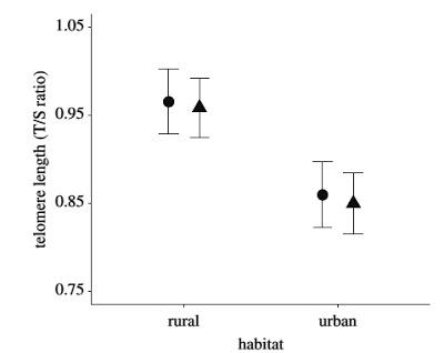 El estrés de la ciudad acorta la vida de las aves