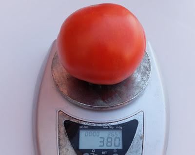 TOMATE 2016, variedad 