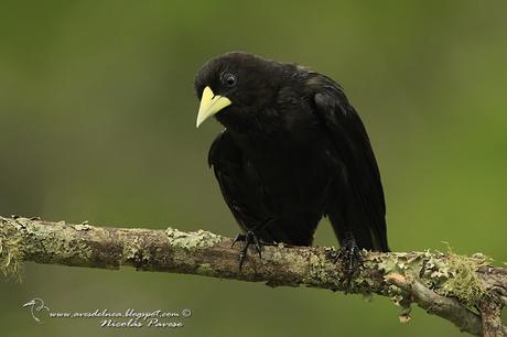 Boyero cacique (Red-rumped Cacique) Cacicus haemorrhous