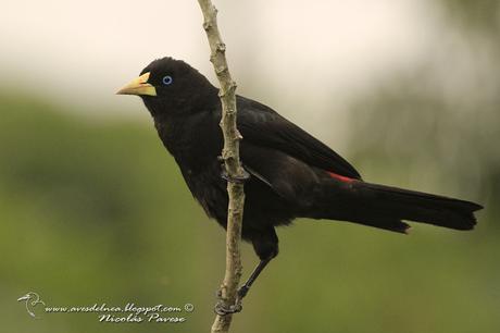 Boyero cacique (Red-rumped Cacique) Cacicus haemorrhous