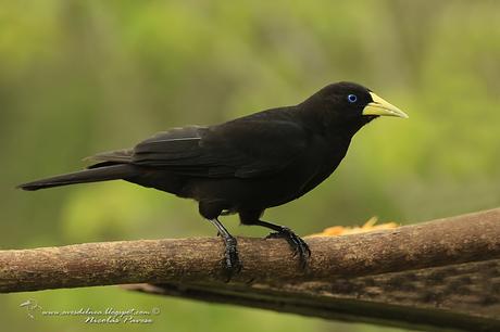 Boyero cacique (Red-rumped Cacique) Cacicus haemorrhous