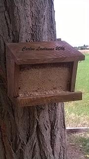 Construyendo un hogar. Los pequeños pájaros...