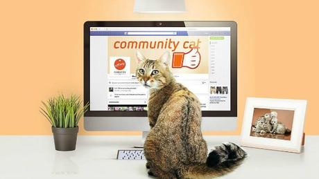 Fundación Affinity pone a un gato a gestionar su Facebook en el Día Mundial de las Redes Sociales