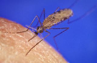 Mosquitos y plantas, lo nuevo de Science