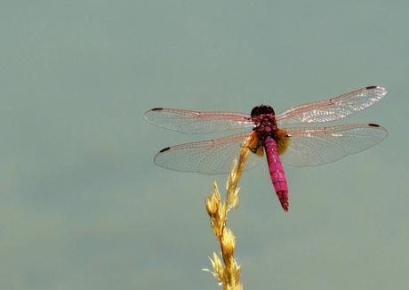 Camino Natural del Guadiana en el Campo de Montiel Libélula. Autor, Fran PS