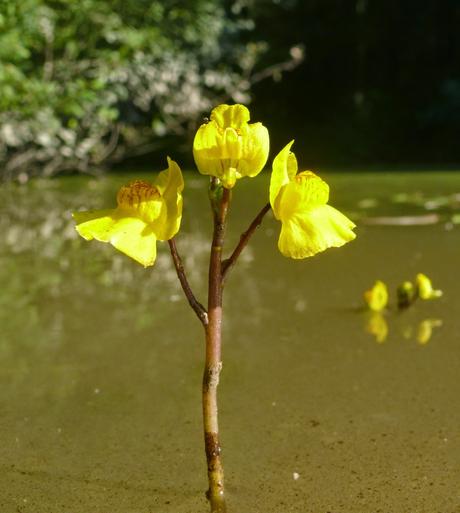 Camino Natural del Guadiana en el Campo de Montiel Utricularia australis