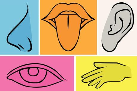 Conozcan como explicarle los 5 sentidos a los niños Conozcan como explicarle los 5 sentidos a los niños